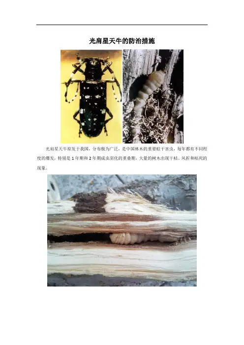 光肩星天牛的防治措施