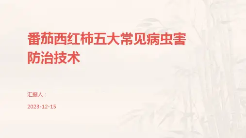 番茄西红柿五大常见病虫害防治技术
