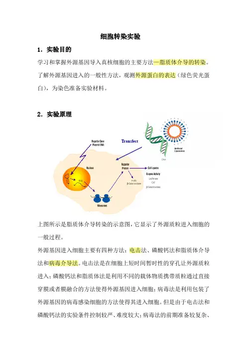 293T细胞转染