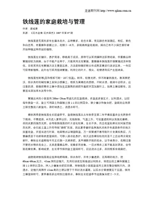 铁线莲的家庭栽培与管理