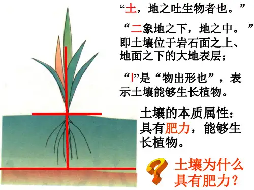 高一地理土壤ppt课件.ppt