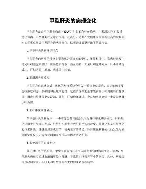 甲型肝炎的病理变化