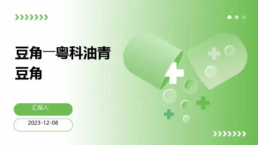 豆角――粤科油青豆角
