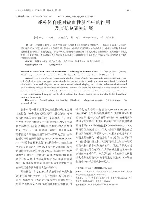 线粒体自噬对缺血性脑卒中的作用及其机制研究进展
