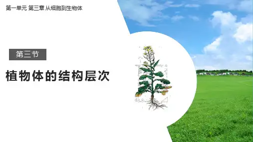 1.3.3 植物体的结构层次课件(共25张PPT)人教版七年级上册