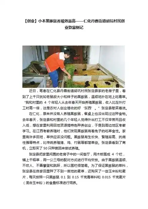 【创业】小本黑豚鼠养殖效益高——仁化丹霞街道胡坑村民创业致富侧记