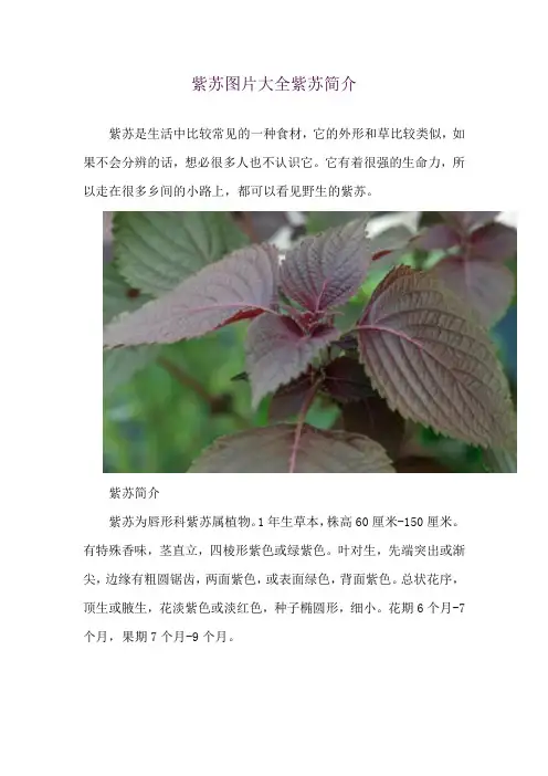 紫苏图片大全 紫苏简介