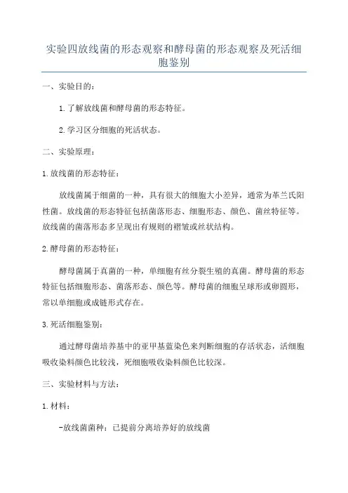 实验四放线菌的形态观察和酵母菌的形态观察及死活细胞鉴别