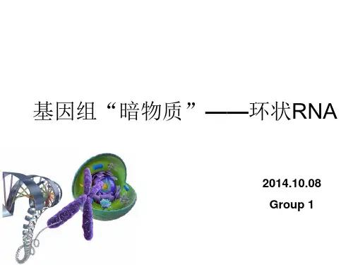 环状RNA