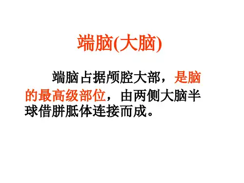 大脑ppt课件