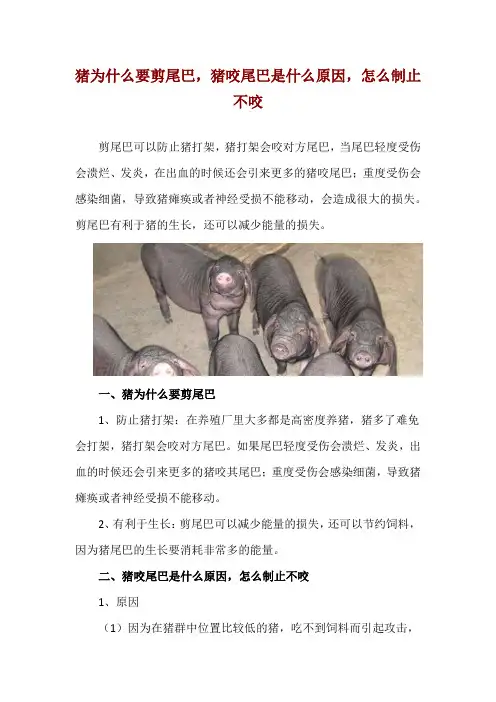 猪为什么要剪尾巴,猪咬尾巴是什么原因,怎么制止不咬