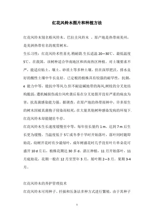红花风铃木图片和种植方法