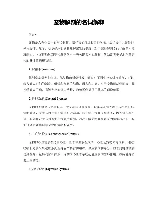 宠物解剖的名词解释
