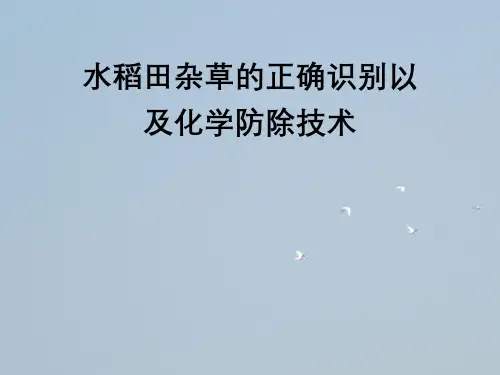 水稻田杂草正确识别以及化学防除技术