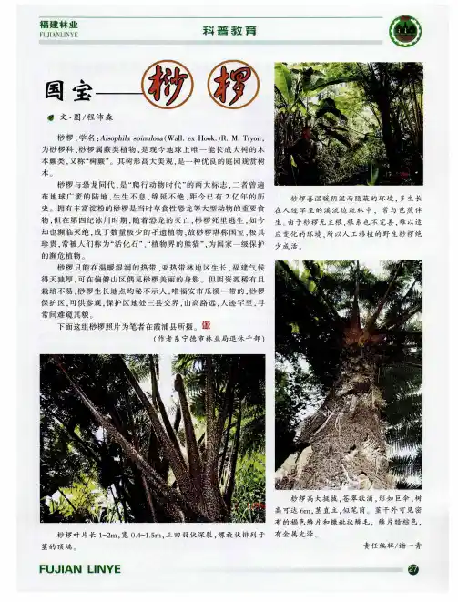 国宝--桫椤