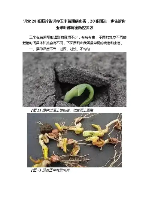 讲堂28张照片告诉你玉米苗期病虫害，20张图进一步告诉你玉米叶部病害防控要领
