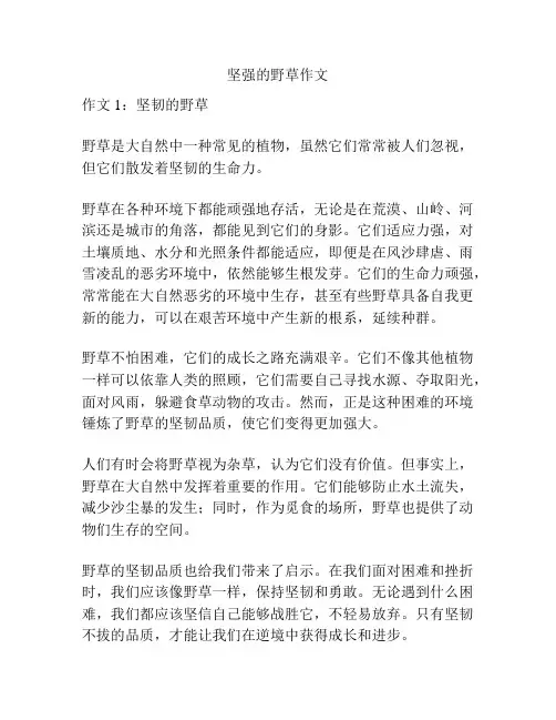 坚强的野草作文