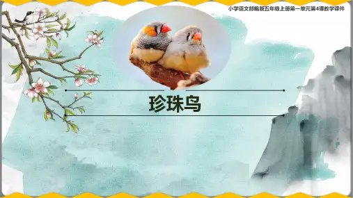 珍珠鸟  课件(共25张PPT)