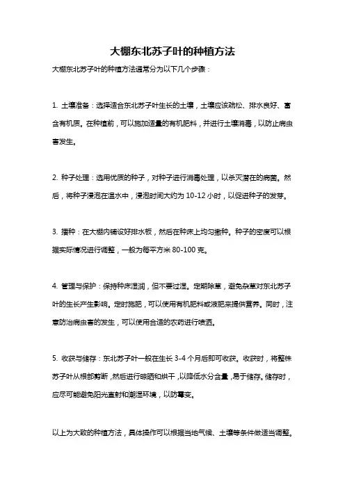 大棚东北苏子叶的种植方法