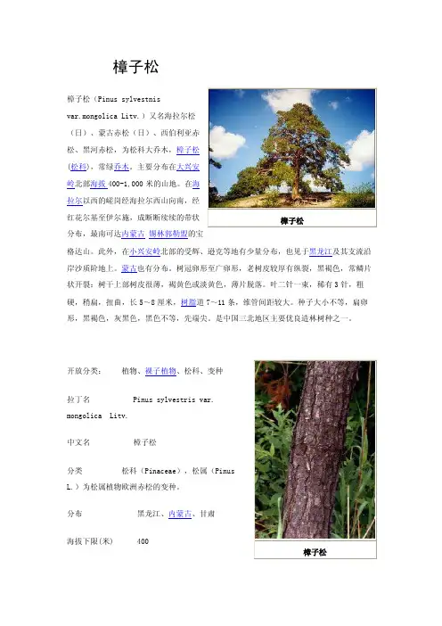 樟子松——精选推荐