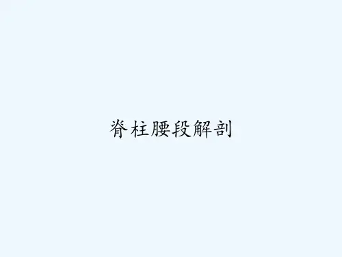 脊柱腰段解剖PPT