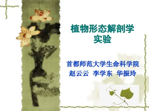 植物学(1)实验PPT(A)细胞组织-茎