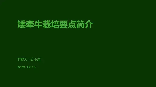 矮牵牛栽培要点简介