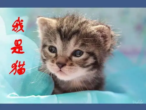 27 我是猫
