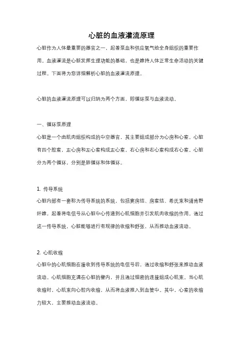 心脏的血液灌流原理