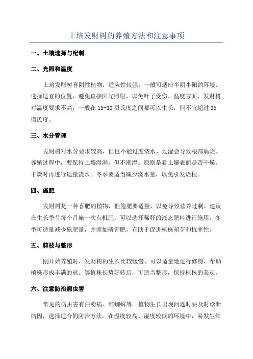 土培发财树的养殖方法和注意事项