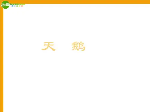 公开课教案教学设计课件冀教初中语文七下《天鹅》PPT课件 (四)