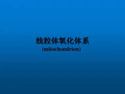 线粒体氧化体系 教学PPT课件