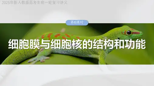2025年新人教版高考生物一轮复习讲义  第二单元 第6课时 细胞膜与细胞核的结构和功能