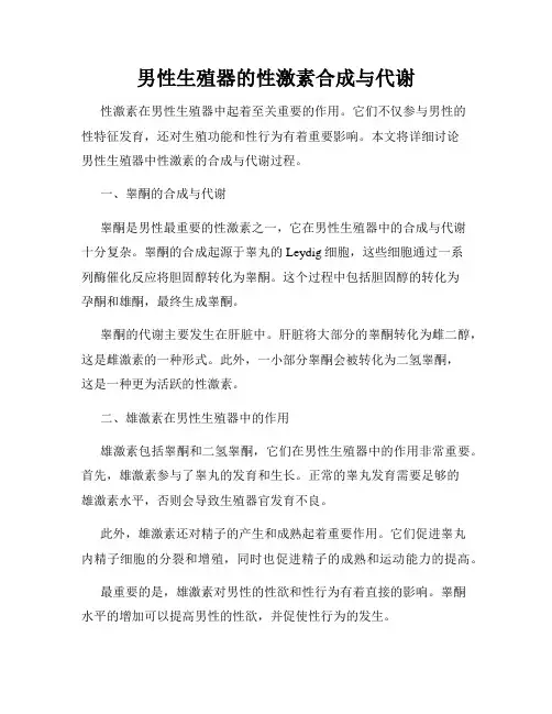 男性生殖器的性激素合成与代谢