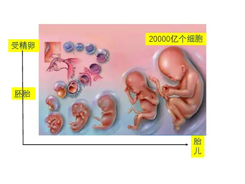 基因的选择性表达及表观遗传课件(共24张PPT)