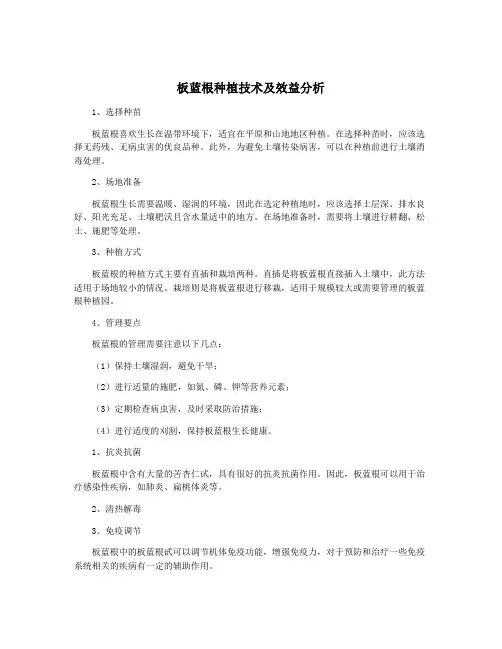 板蓝根种植技术及效益分析