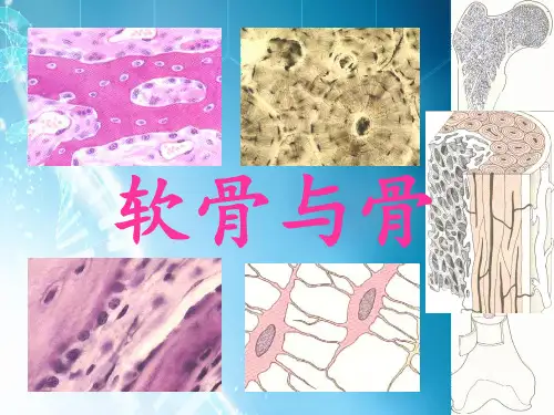 系统解剖学软骨与骨ppt课件