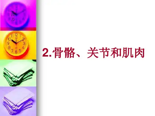 教科版四年级科学上册《骨骼、关节和肌肉》
