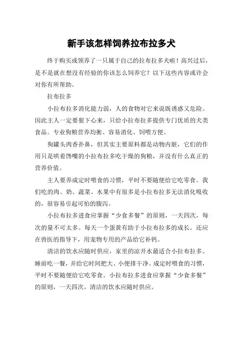 新手该怎样饲养拉布拉多犬