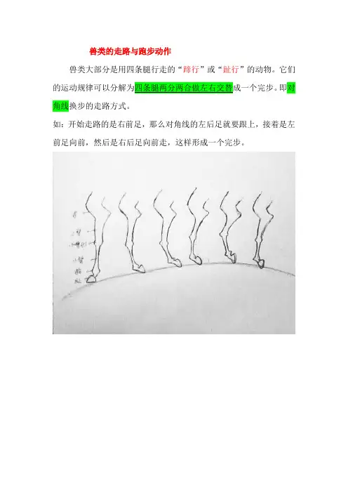 兽类、飞禽、爬行动物运动规律