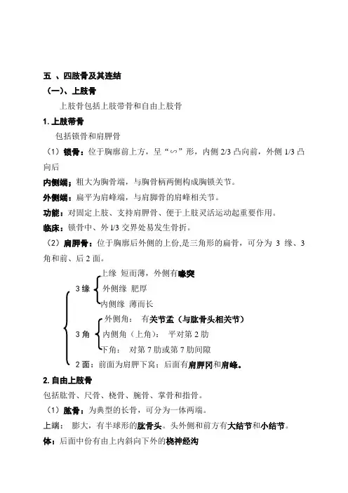 04四肢与骨连结(上肢)