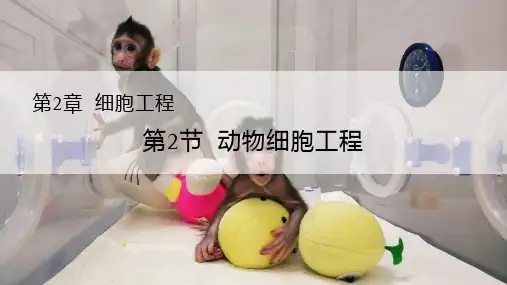 动物细胞工程ppt课件