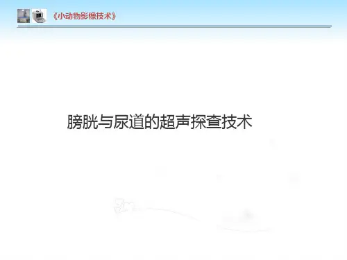 【小动物影像技术课件】膀胱与尿道的超声探查技术
