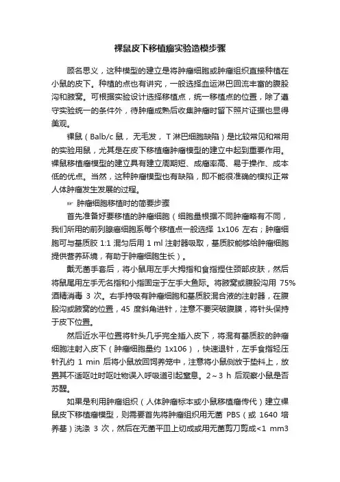 裸鼠皮下移植瘤实验造模步骤