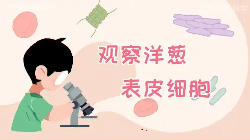 1观察洋葱表皮细胞