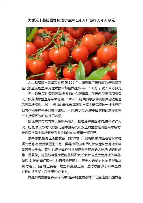 大棚无土栽培西红柿成功亩产1.4万斤亩收入4万多元
