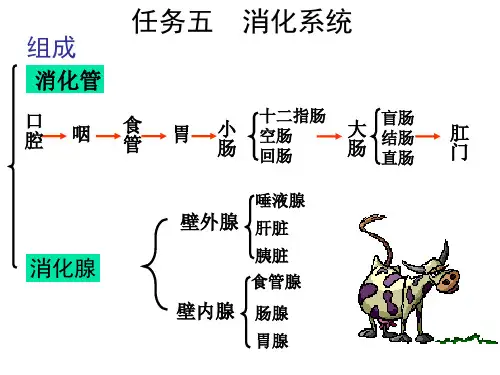05畜禽解剖学——消化系统