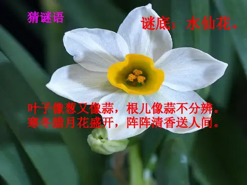 人教版三年级音乐上册:《对鲜花》课件1.ppt