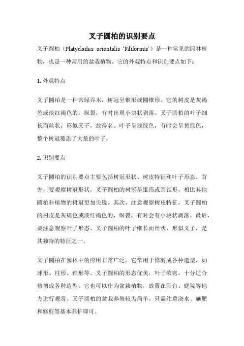 叉子圆柏的识别要点