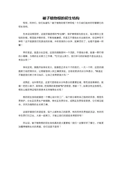 被子植物根的初生结构